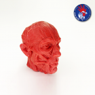 Anatomic Head 3D 
