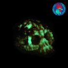 Mega Skull Art 3D Phospho rouge